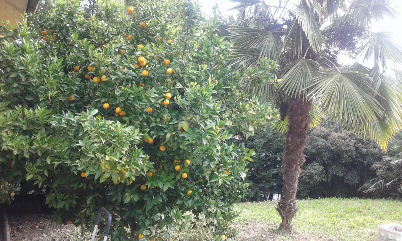 Le Palme Bed and Breakfast Chieti Buitenkant foto